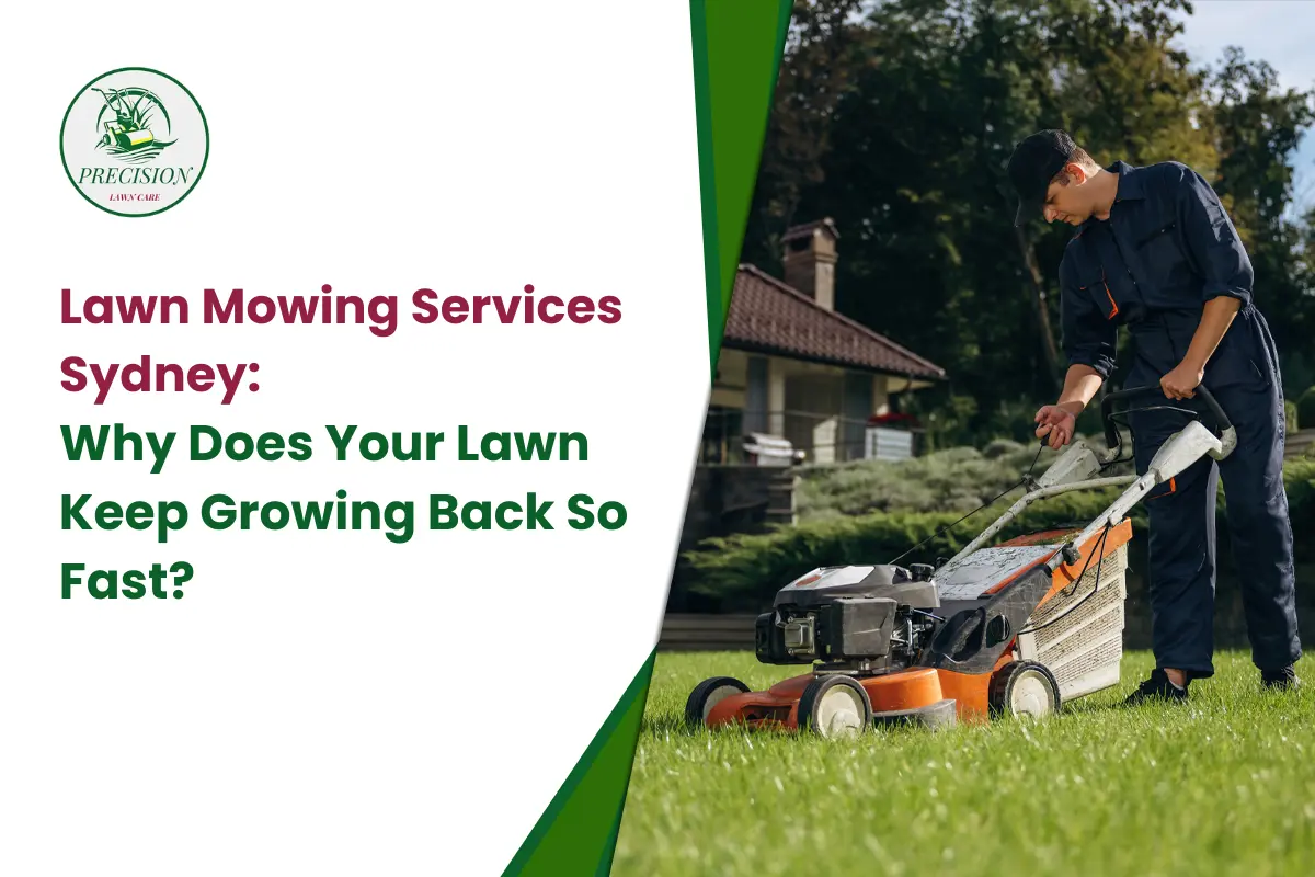 Lawn Mowing Services Sydney Why Does Your Lawn Keep Growing Back So Fast