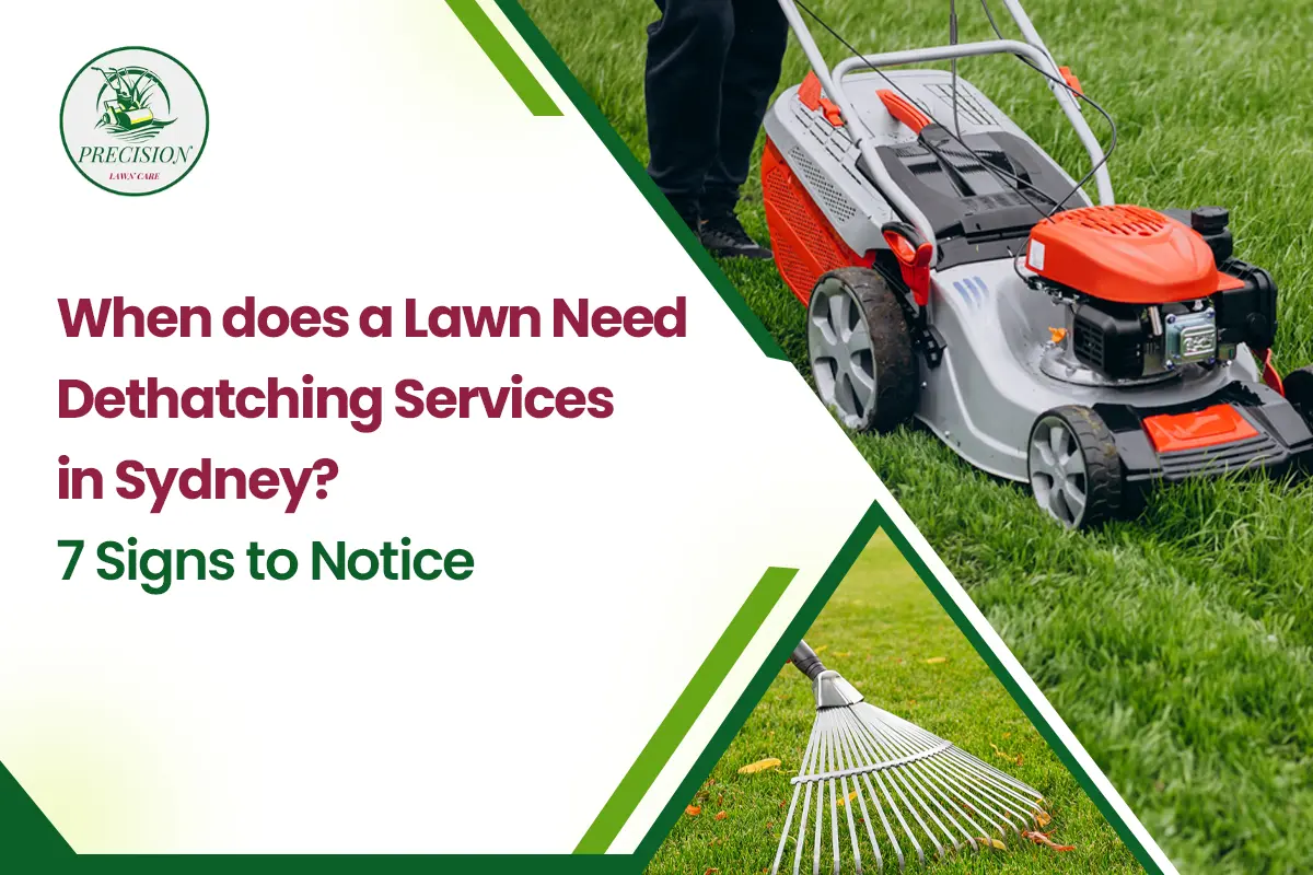 When does a lawn need dethatching services in Sydney 7 Signs to notice